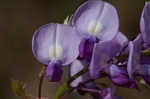 Japanese wisteria